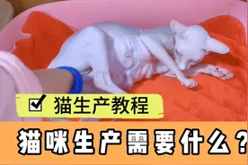 猫咪生产教程，记录详细细节，希望能给广发铲屎官一些帮助。视频封面