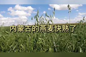 内蒙古戈壁农场燕麦即将成熟，却遭遇了倒伏视频封面