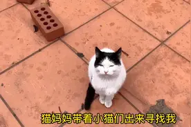 猫妈妈带着小猫们出来寻找我