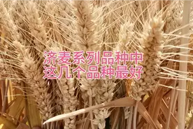 济麦系列小麦品种，这几个种植面积大产量高，今年首选种植品种视频封面