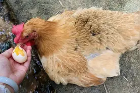 小母鸡热到中暑，强撑着下了一个蛋，自己吃掉补补身子