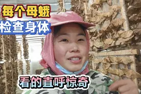 东北养柞蚕，培育种子严格筛选，母蛾产籽挨个检查，小霞直呼惊奇视频封面