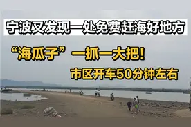 浙江宁波又发现一处免费赶海好地方！小海鲜“海瓜子”一抓一大把