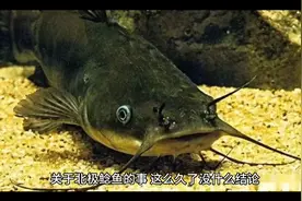 关于北极鲶鱼事件我有些话想说视频封面