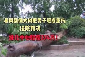 暴风刮倒大树把男子砸成重伤，法院判决绿化中心赔偿374万！视频封面