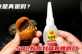 你敢信?用502胶水把福寿螺唯一的出口封住，它竟然还能钻出来！视频封面