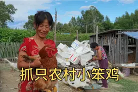 广西儿媳妇怀孕馋肉了，东北公公婆婆花100抓只小公鸡，清蒸吃视频封面