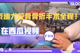 泰迪股骨骨折手术全程，喜欢的点赞关注评论互动。视频封面