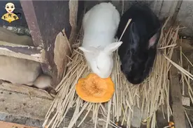 兔子冬天可吃的食物太少，喂南瓜是个不错的选择视频封面