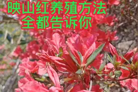 解密映山红生长习性，分享正确养殖法，看完这个视频新手能变高手视频封面