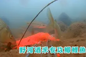 酒米窝料真能做到诱鱼留鱼吗？水下测试一探究竟效果如何视频封面