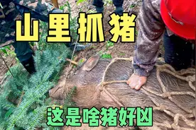 实拍农村大山里抓猪全过程，这猪好凶，咬人？视频封面