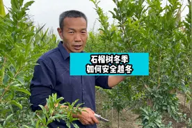 石榴树冬季如何安全越冬视频封面