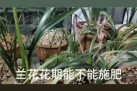 兰花花期能不能施肥，施肥对兰花花苞有没有影响，视频分享经验。视频封面