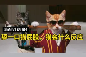 隔着保鲜膜舔一口猫屁股，猫会把你当成最好的朋友？？！