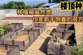 楼顶种菜，用种植箱很贵？对没规划好的新手来说，真的很香很方便视频封面