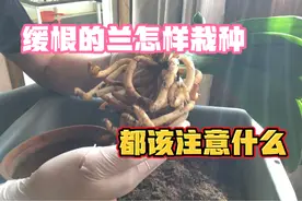 接上期发现君子兰空根少根#怎样栽种注意事项#分享给兰友视频封面