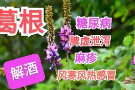 每天一味中药【葛根】视频封面