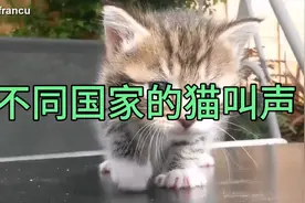 不同国家的猫叫声，印度像婴儿哭声，日本恐怖，俄罗斯在吵架