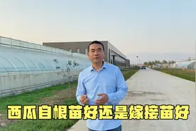 西瓜种植是自根苗好还是嫁接苗好？两者有什么区别？怎么做选择？