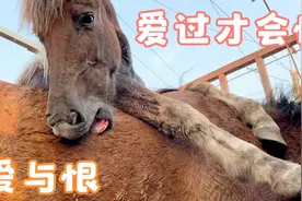 万物有情爱过才会恨，当爱扑了个空就会变成恨，爱有多深恨有多深视频封面