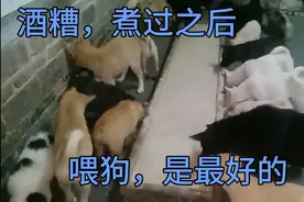 酒糟煮过之后，喂狗是最好的，又省成体，又营养，又可以安眠睡觉视频封面