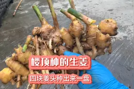 生姜种在楼顶最阴凉的地方，种植9个月，四块姜头种出来五斤多视频封面
