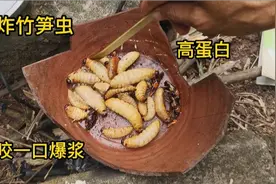 长在竹笋里的虫子，高蛋白，今天拿来油炸，很美味视频封面