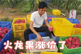 南宁火龙果，由于货源少了价格大涨，我们一起去看看