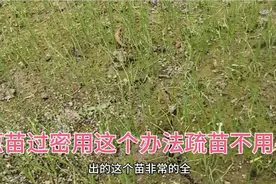 葱苗太密，后期容易倒伏，用这个办法疏苗间苗很省事。视频封面