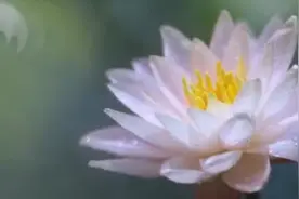 绿城坚持传承中国文化视频封面