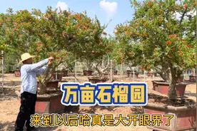 实录：山东万亩石榴基地，这里的石榴树型好价格低，真是大开眼界视频封面