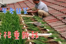 种了三年的老韭菜，越长越细！分根重新移栽又会长成新韭菜!视频封面
