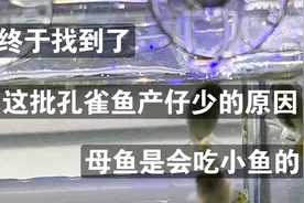 母孔雀鱼真的会吃刚生的小鱼！！！视频封面