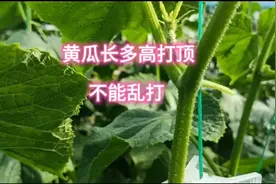 黄瓜长多高打顶好？不打可不可以？分叉怎么办？不能乱打视频封面