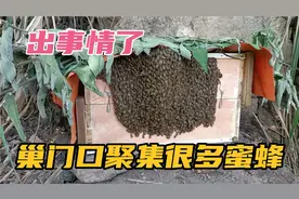 夜间巢门口聚集很多蜜蜂，这是出什么问题了，会跑吗？视频封面