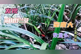 湖南偏远山区发现大面积野生兰花，密度大数量多，种类不知有多少视频封面