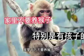 村里不要养猴 特别是有孩子的人家