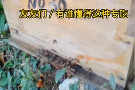 友友们／有谁懂得这种专吃蜜蜂的叫什么蜂？