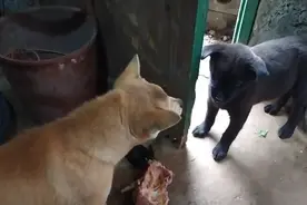 一只死鸡不用煮，直接扔给狗狗们生吃，不一会儿只剩下鸡骨头了