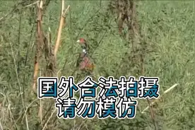 国外野鸡泛滥 啃食农作物 农场主使用弹弓户外捕猎野鸡视频封面