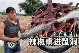 小伙用辣椒熏鼠洞，一炮下去老鼠全出来，真过瘾视频封面