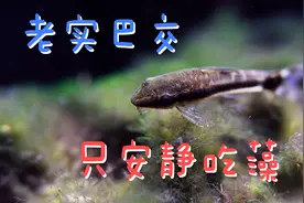 褐藻绿斑藻的终结者，小精灵鱼性情温和没有攻击性视频封面