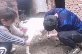 羊长脓包这个玩意儿真很烦人，长熟了是特别好清理的话，简单易学视频封面