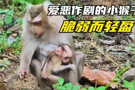 小猴子走路连蹦带跳，脆弱而轻盈，爱恶作剧的小猴子视频封面