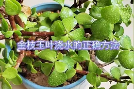 金枝玉叶浇水的正确方法视频封面