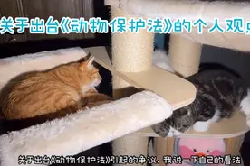 <动物保护法>视频封面