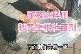 尿液使用新方法，生根壮苗又增产，比买的水溶肥效果还好视频封面