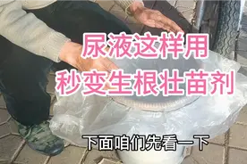 尿液使用新方法，生根壮苗又增产，比买的水溶肥效果还好视频封面