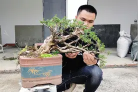 一棵价值过万的临水式黄杨盆景，主干贴近盆沿向外伸展很少视频封面